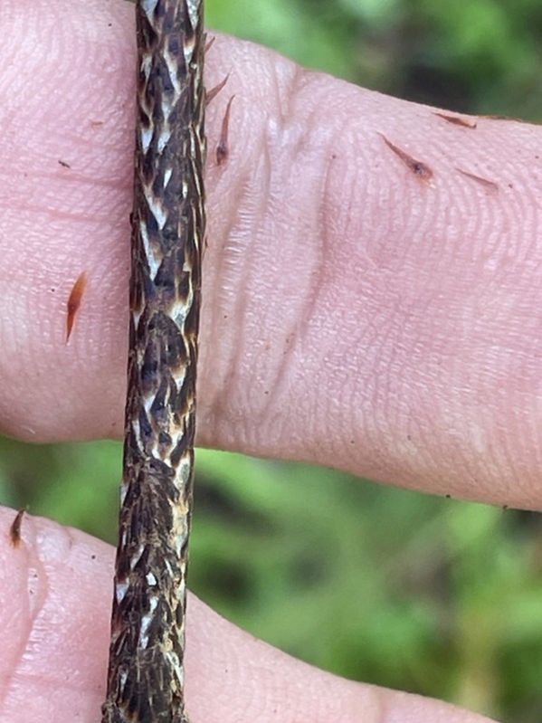 Oleandraceae Oleandra decurrens