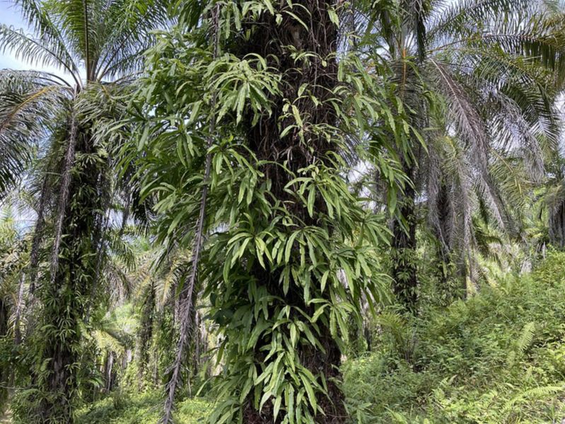 Oleandraceae Oleandra decurrens