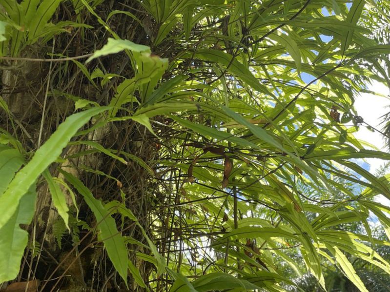 Oleandraceae Oleandra decurrens