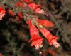 image of Epilobium californica