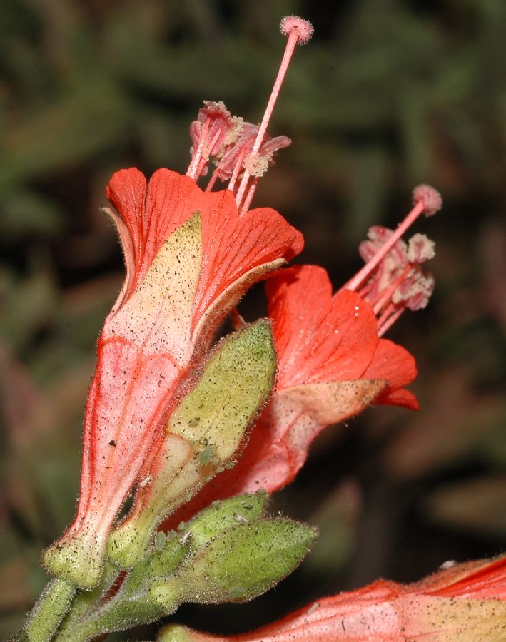 Onagraceae Epilobium californica