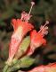 image of Epilobium californica
