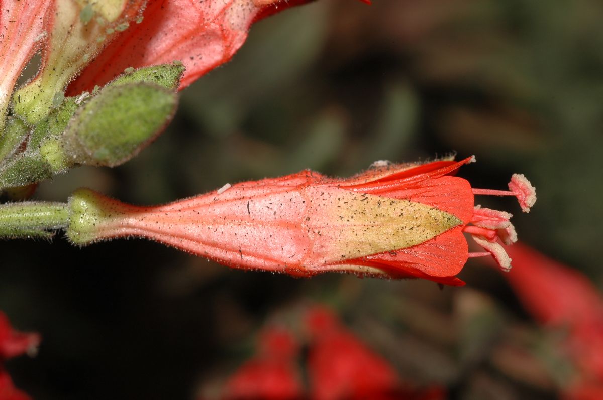 Onagraceae Epilobium californica