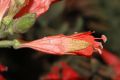 image of Epilobium californica