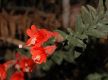 image of Epilobium californica