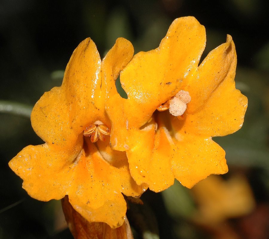 Phrymaceae Mimulus aurantiacus