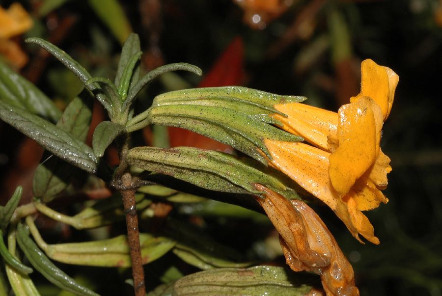 Phrymaceae Mimulus aurantiacus
