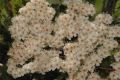 image of Lyonothamnus aspleniifolius