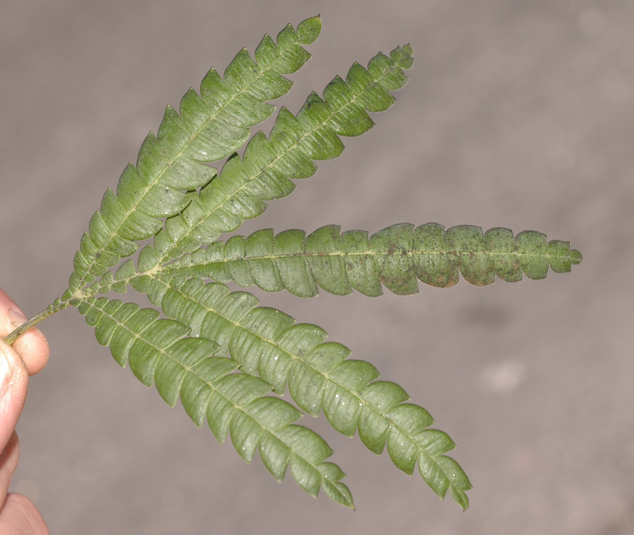 Rosaceae Lyonothamnus aspleniifolius
