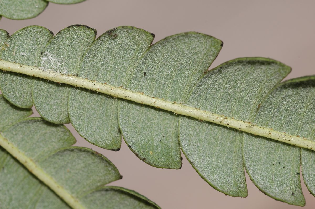 Rosaceae Lyonothamnus aspleniifolius