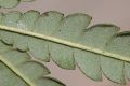 image of Lyonothamnus aspleniifolius
