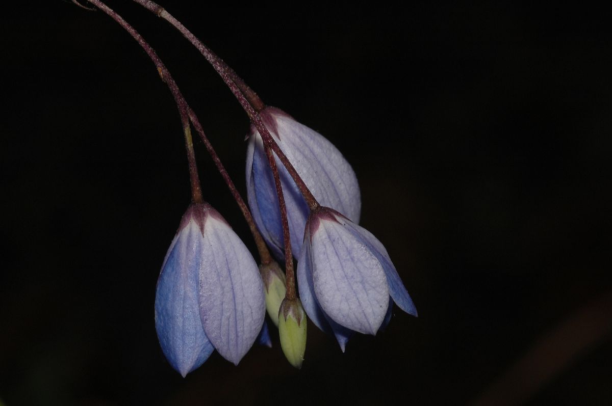 Pittosporaceae Sollya heterophylla