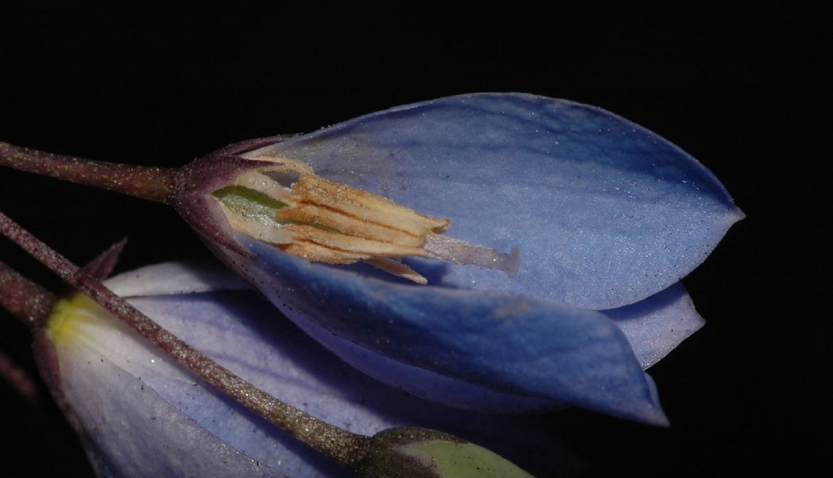 Pittosporaceae Sollya heterophylla