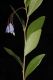image of Sollya heterophylla