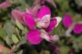 image of Polygala dalmaisana