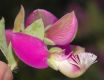 image of Polygala dalmaisana