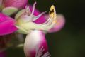 image of Polygala dalmaisana