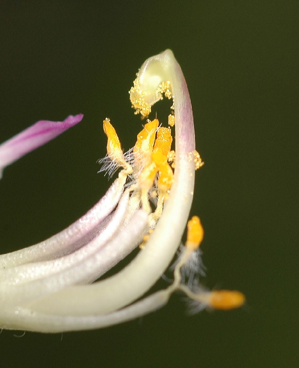 Polygalaceae Polygala dalmaisana