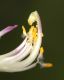 image of Polygala dalmaisana