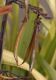 image of Phormium cookianum
