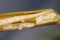 image of Phormium cookianum