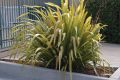 image of Phormium cookianum