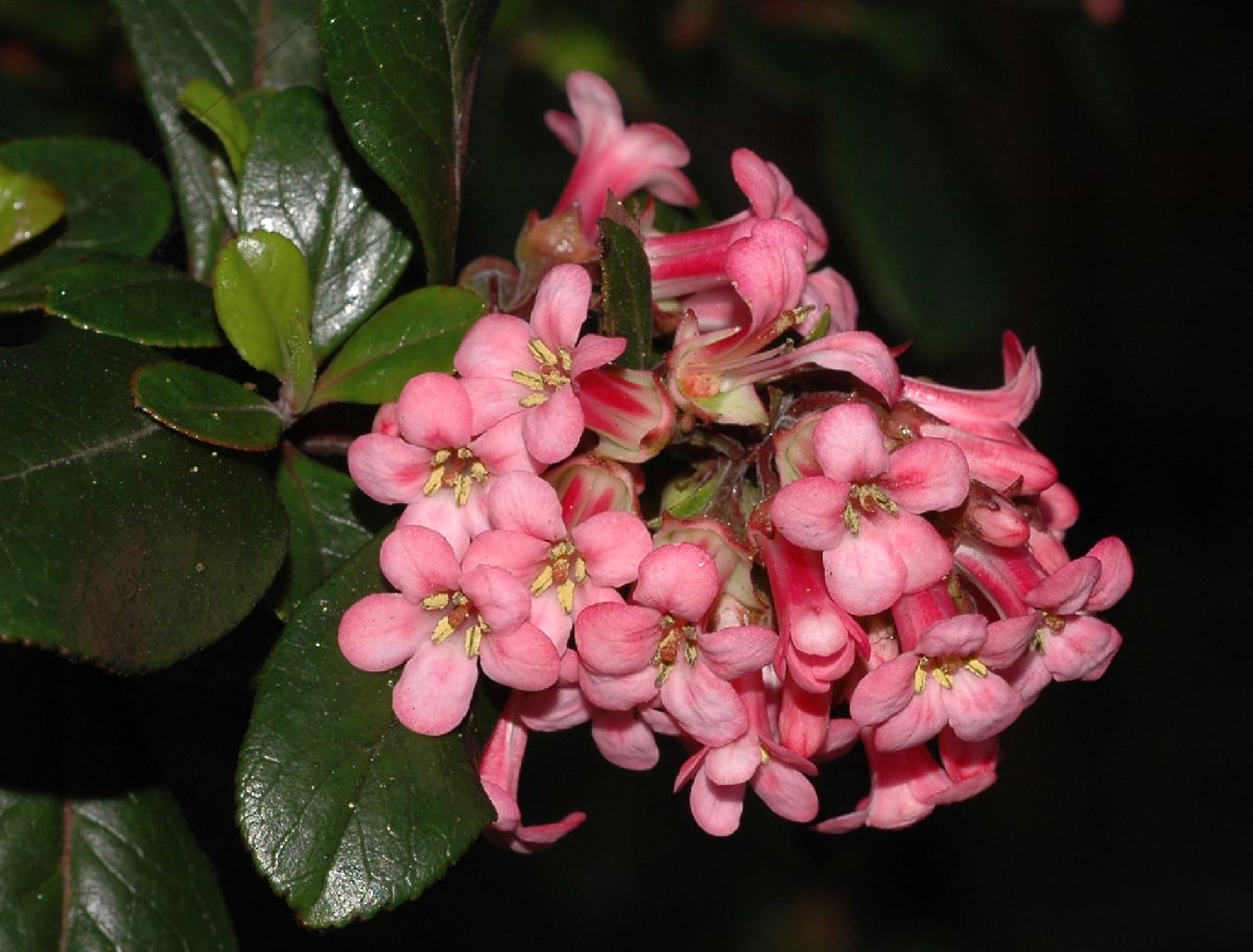 Escalloniaceae Escallonia rubra