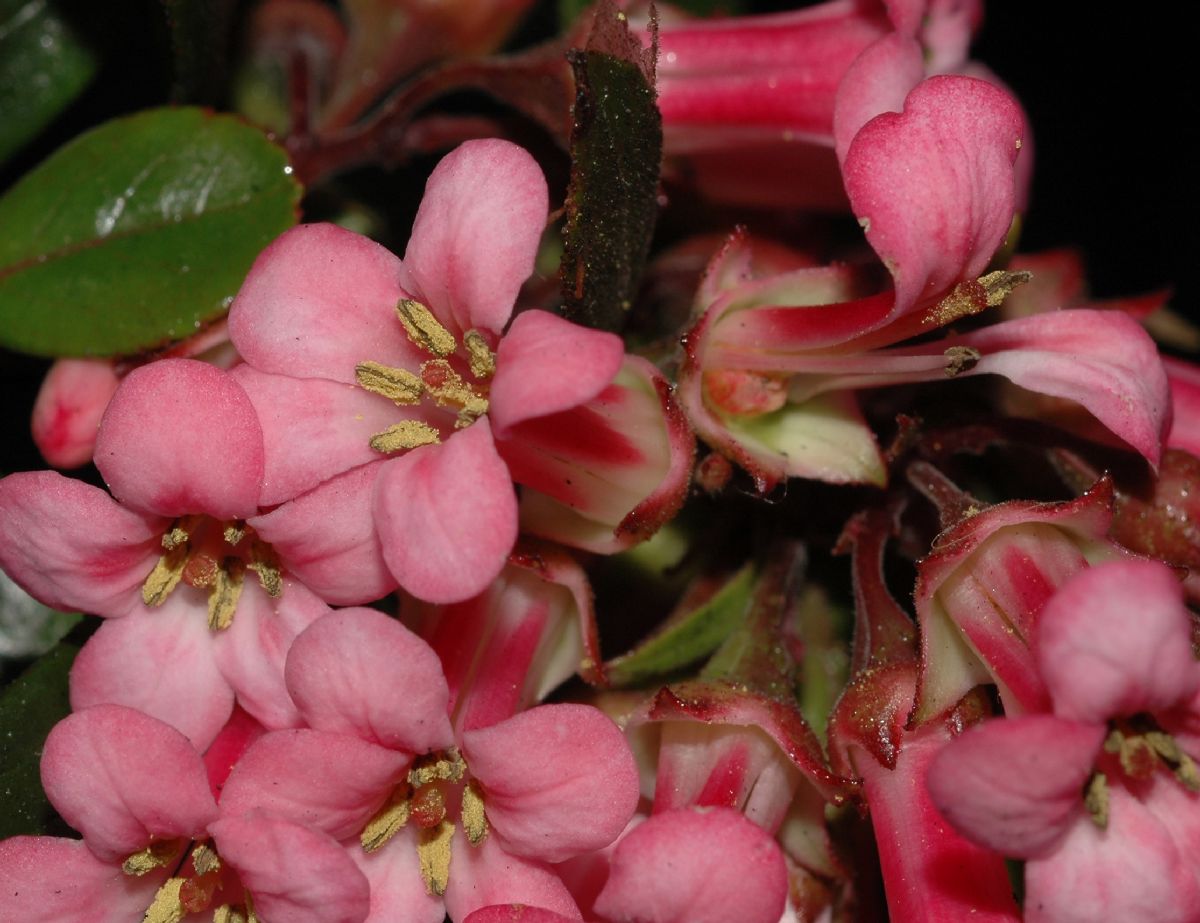 Escalloniaceae Escallonia rubra