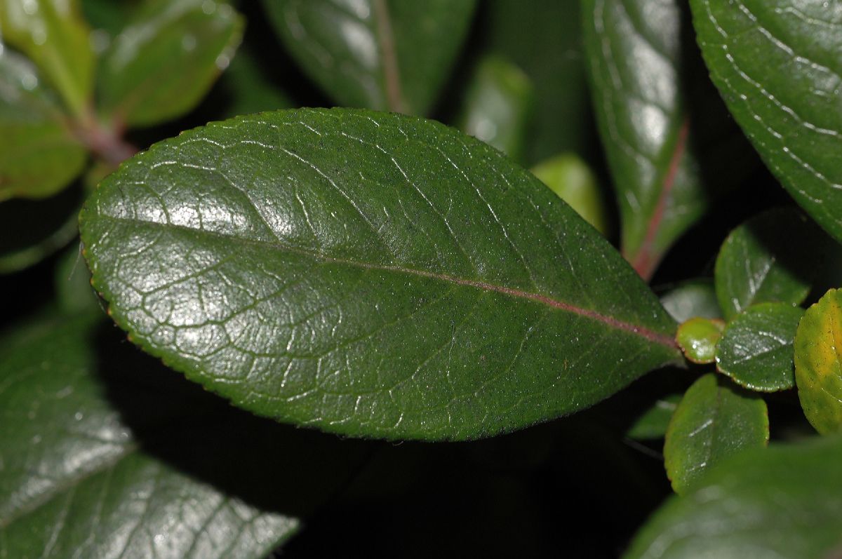 Escalloniaceae Escallonia rubra