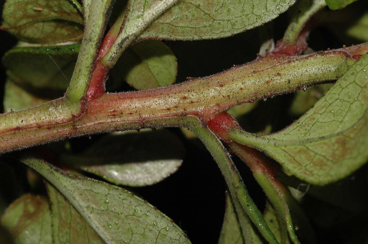 Escalloniaceae Escallonia rubra