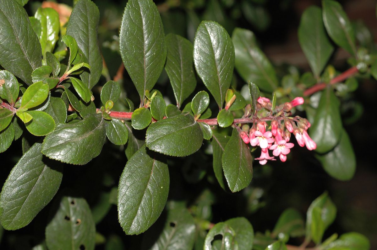 Escalloniaceae Escallonia rubra