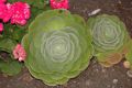 image of Aeonium 