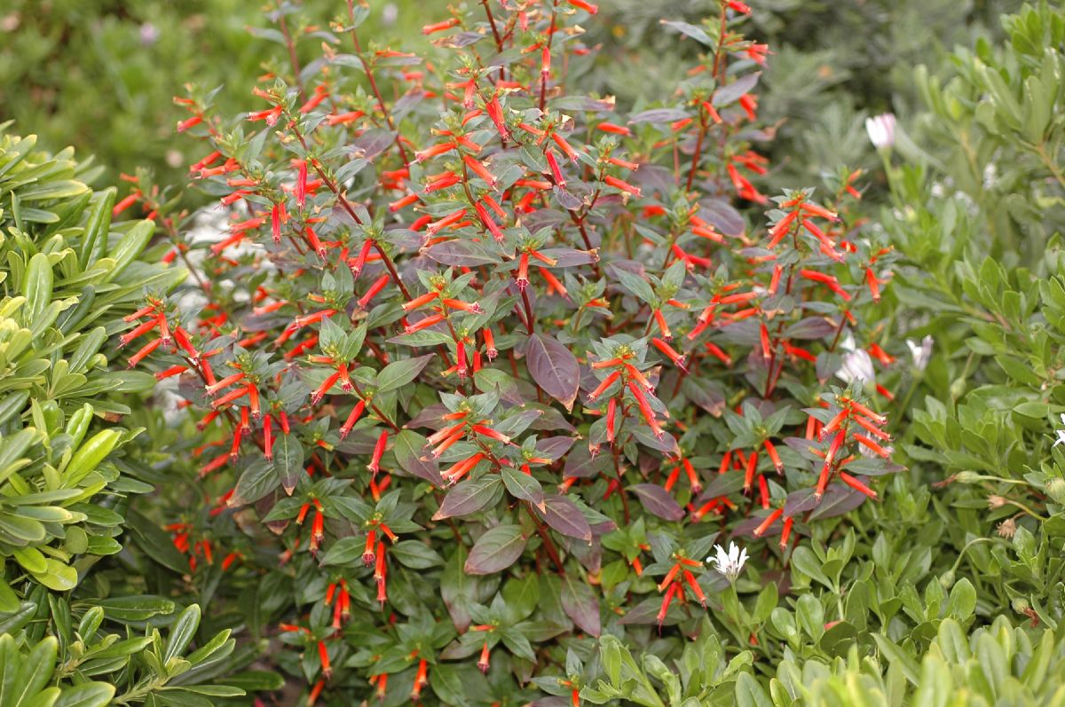 Lythraceae Cuphea ignea