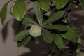 image of Pittosporum crassifolium