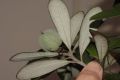 image of Pittosporum crassifolium