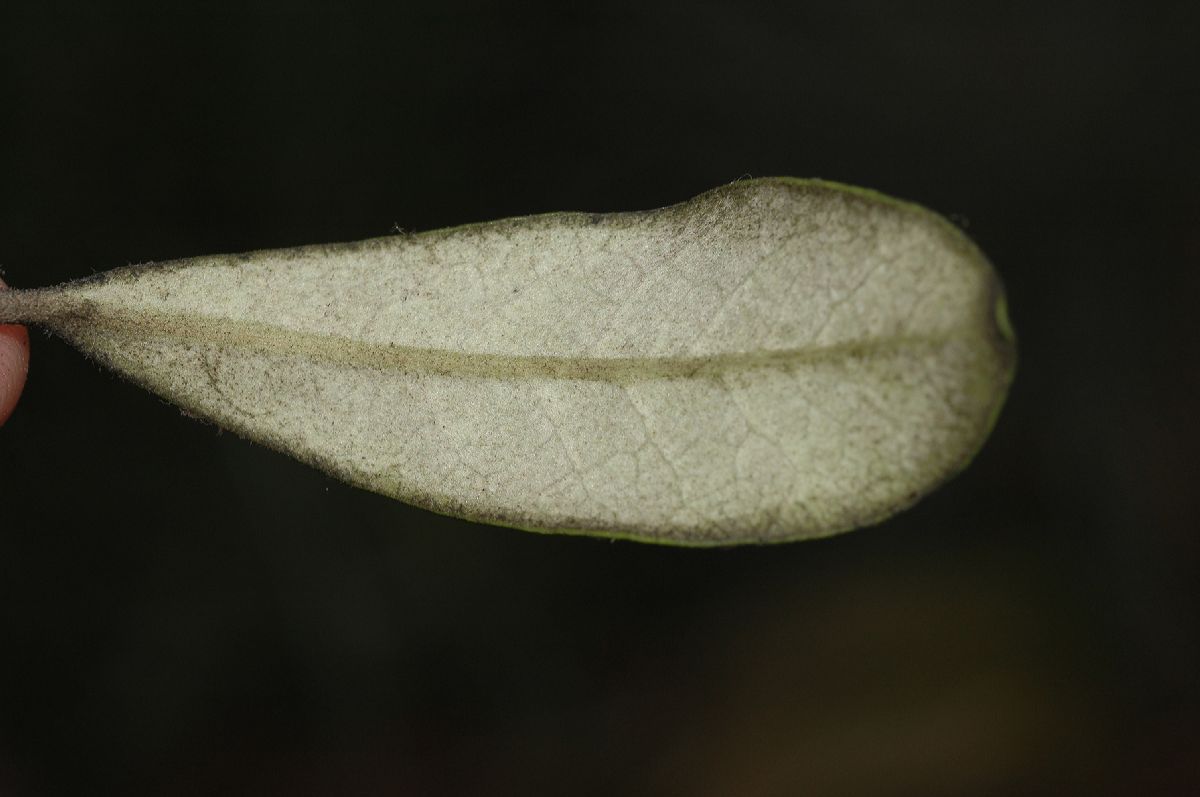 Pittosporaceae Pittosporum crassifolium