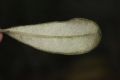 image of Pittosporum crassifolium