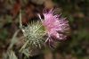 image of Cirsium vulgare