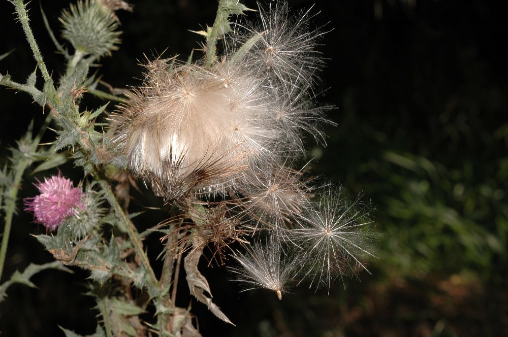Asteraceae Cirsium vulgare