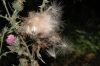 image of Cirsium vulgare