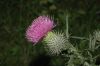 image of Cirsium vulgare