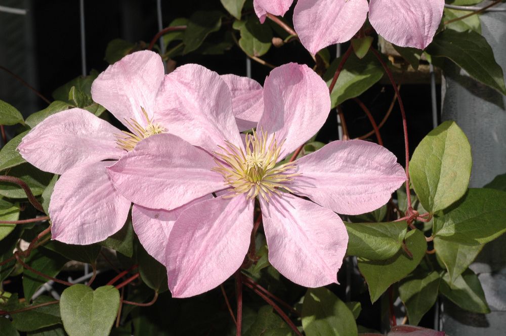Ranunculaceae Clematis 