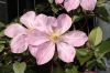 image of Clematis 