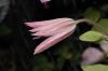 image of Clematis 