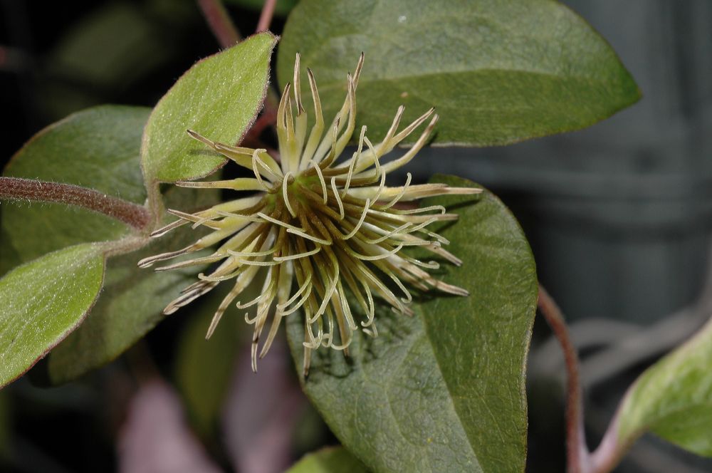 Ranunculaceae Clematis 