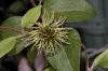 image of Clematis 