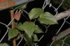 image of Clematis 