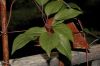 image of Clematis 