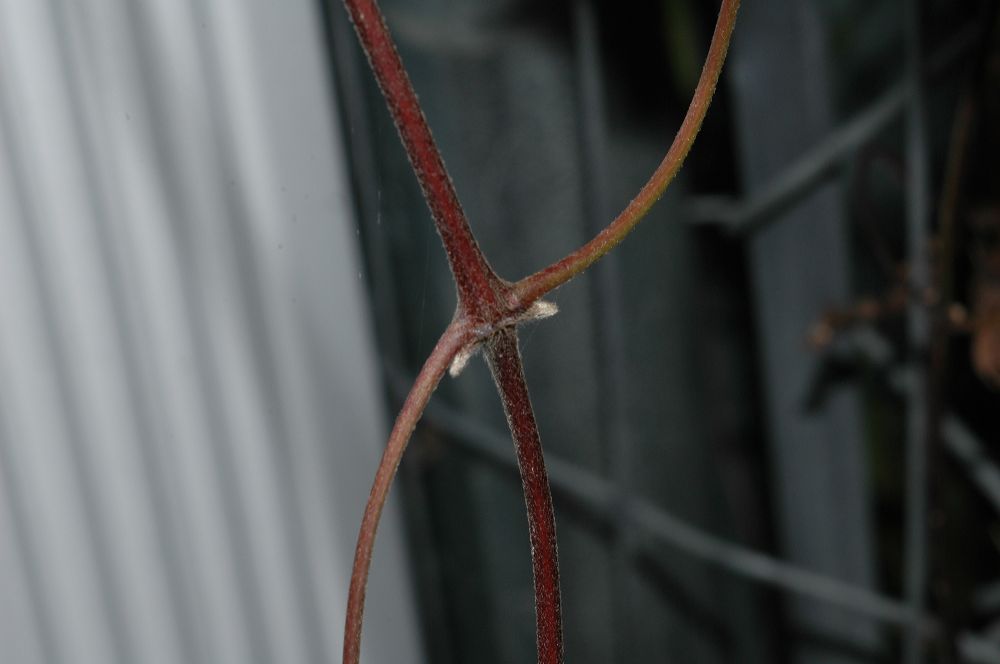 Ranunculaceae Clematis 