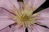image of Clematis 